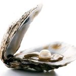 مروارید صدف واقعی در گردنبند