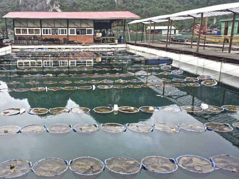 استخر پرورش صدف و مروارید