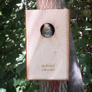 بسته بندی لانه پرنده طرخ دماوند